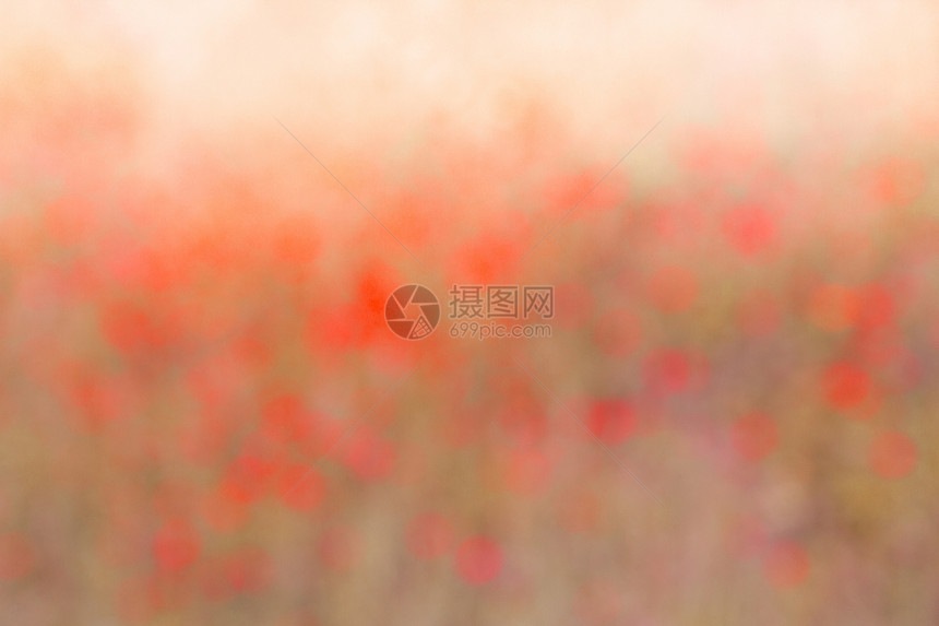 黄花生物学雄蕊植物宇宙昆虫昆虫学蜂蜜美丽花粉花蜜图片