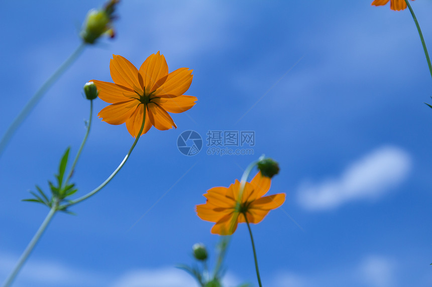 黄花橙子农村菊科活力植物学天空环境热带花园宇宙图片