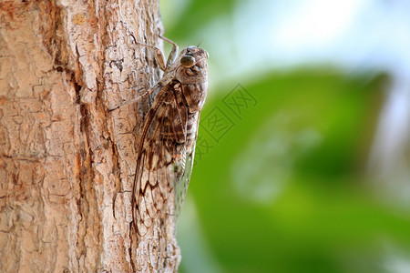 Cicada 胶状宏观野生动物刺槐翅膀热带植物昆虫背景