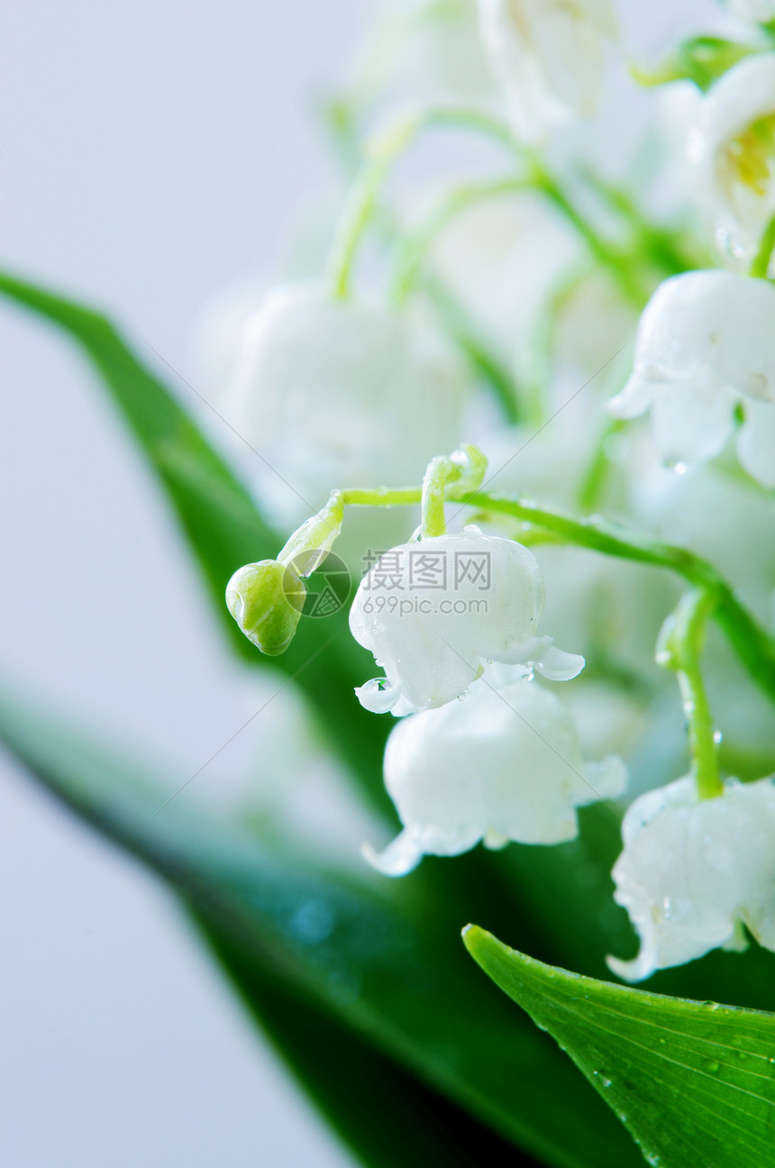 距离山谷里莉莉很近公园生活叶子植物香味荒野花园草地宏观季节图片