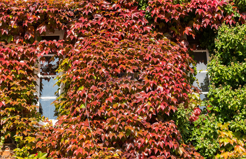 红色和绿色常春藤围在小屋的窗户周围爬行者杂草叶子树叶建筑住宅植物学建筑学植物房子图片