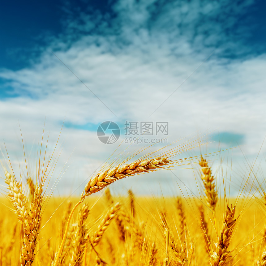 在青云天空下收获金色生长晴天阳光金子季节稻草美化农场种子场地图片