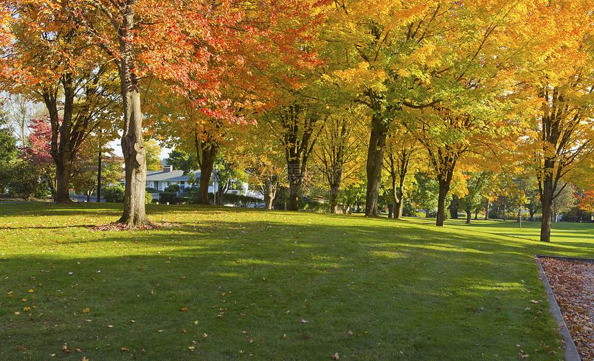 公共公园全景 格里沙姆俄勒冈州树木邻里树干分支机构树叶休闲社区房屋闲暇阳光图片