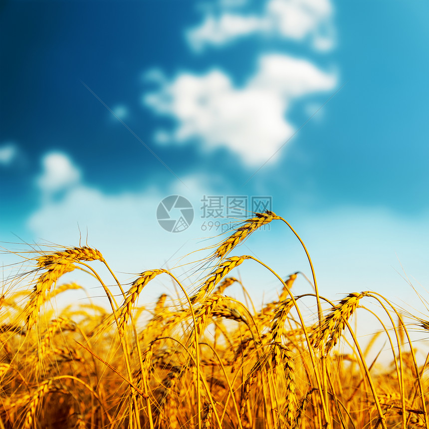 日落时收成金黄收获蓝色生长谷物农村耳朵国家种子玉米大麦图片