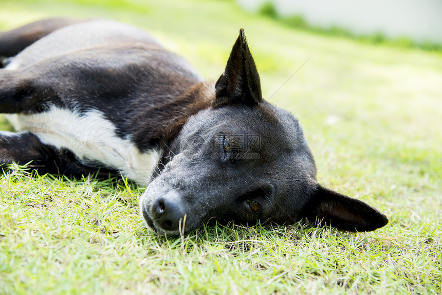 一只黑狗睡在绿色草地上1图片