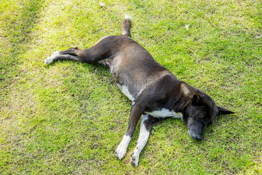 一只黑狗睡在青草上2图片