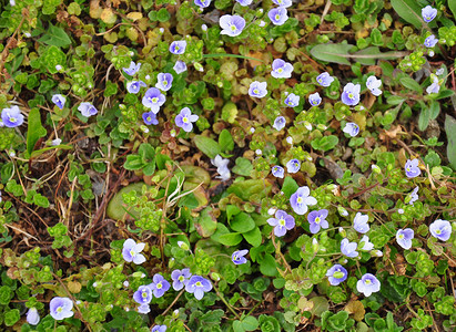 Slender 快速电路蓝色植物群紫色植物草本植物荒野背景图片