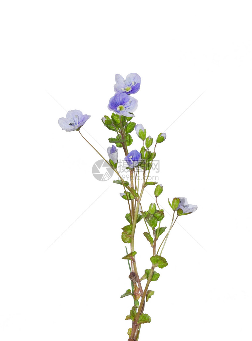 Slender 快速电路白色草本植物植物群紫色植物蓝色荒野图片