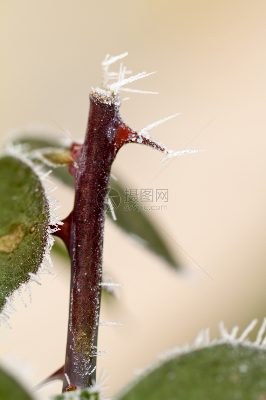 玫瑰的刺上宏观植物群水果植物玫瑰花园尖刺叶子雾凇季节图片