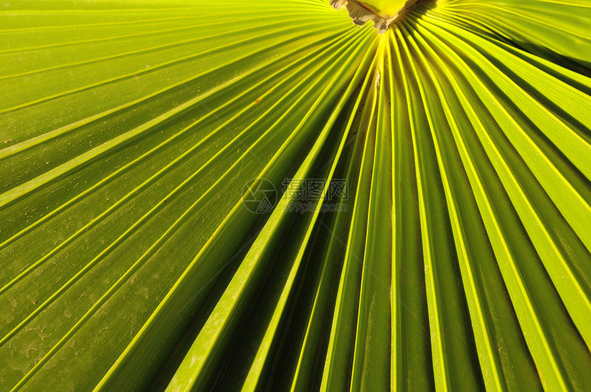 绿棕榈假纹理手掌丛林热带绿色生长雨林花园阳光叶子图片