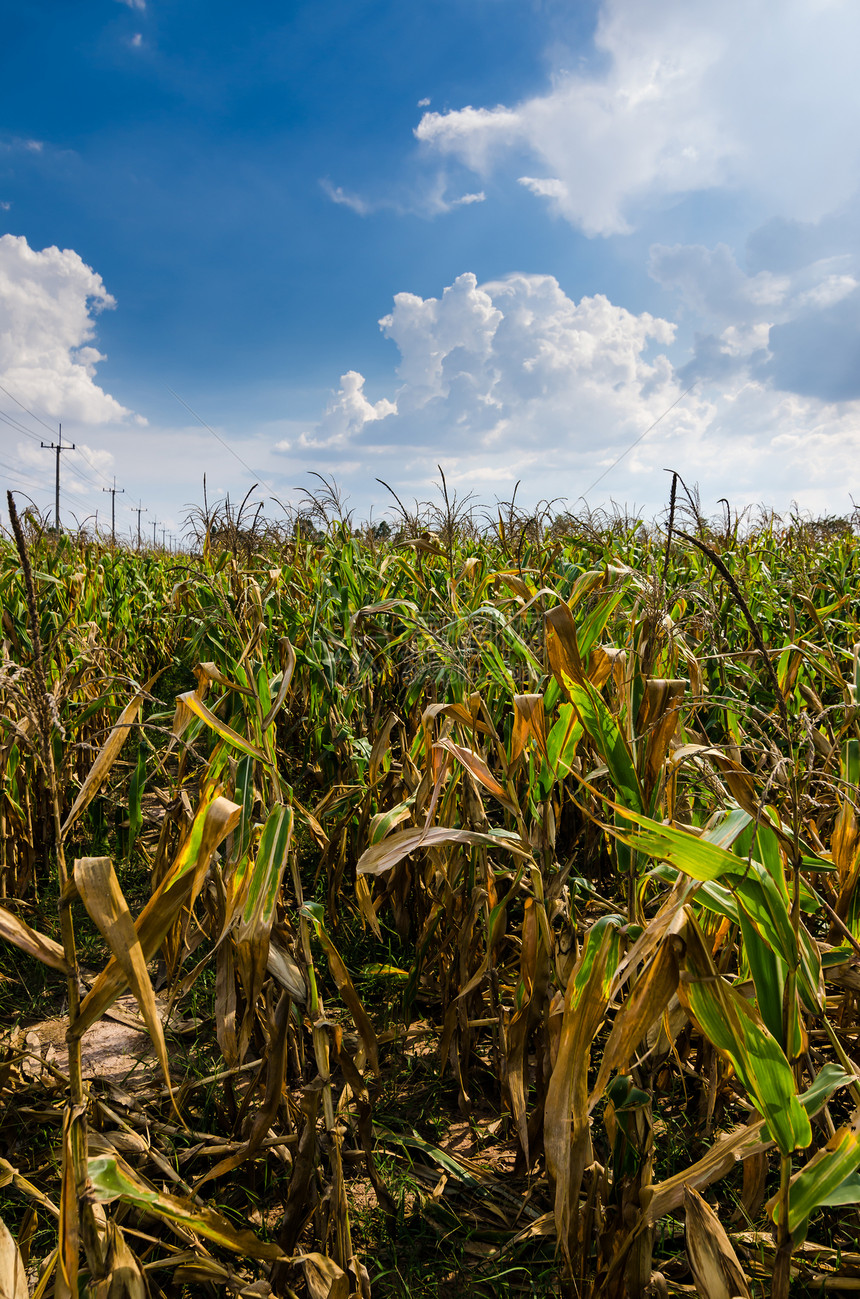农耕田环境乡村植物谷物农场食物天空绿色季节玉米图片