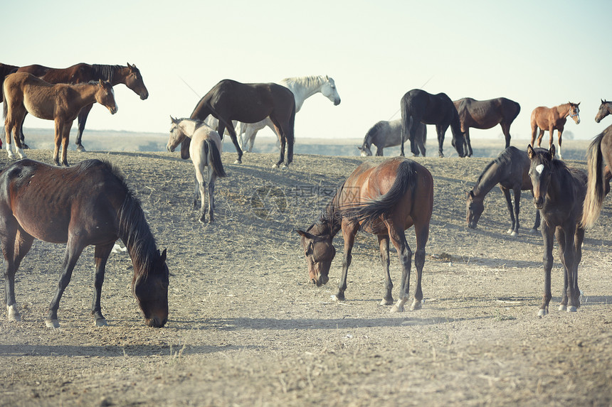 马匹哺乳动物农业牧场草原团体养牛业赛马赛车手野生动物活力图片