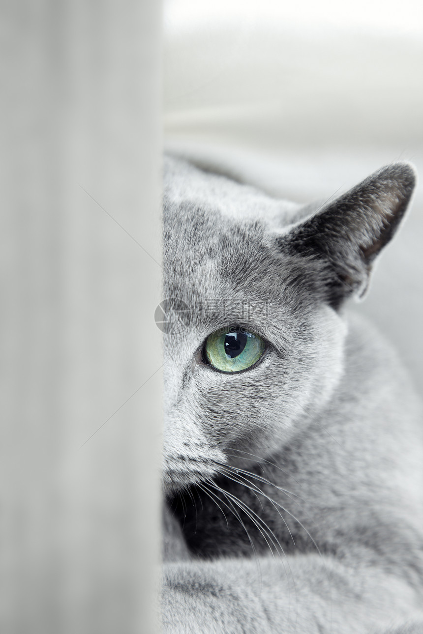 隐藏和查找食肉灰色涂层警觉猫咪男性蓝色脊椎动物哺乳动物毛皮图片