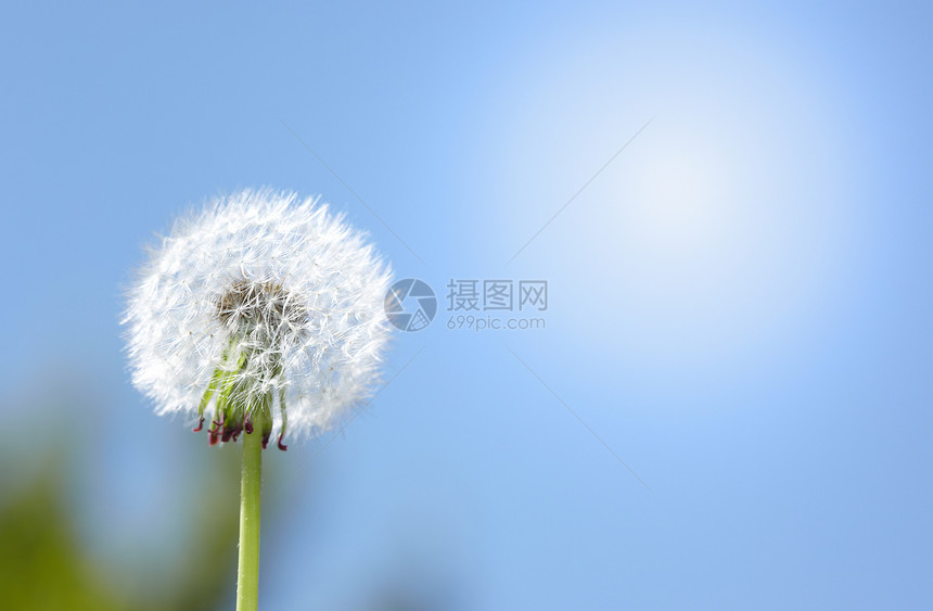 达当量植物太阳草地天气宏观种子农村过敏植物群环境图片