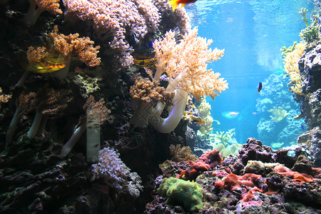 水下形式野生动物动物群水族馆木头热带植物群动物园海洋生命背景图片