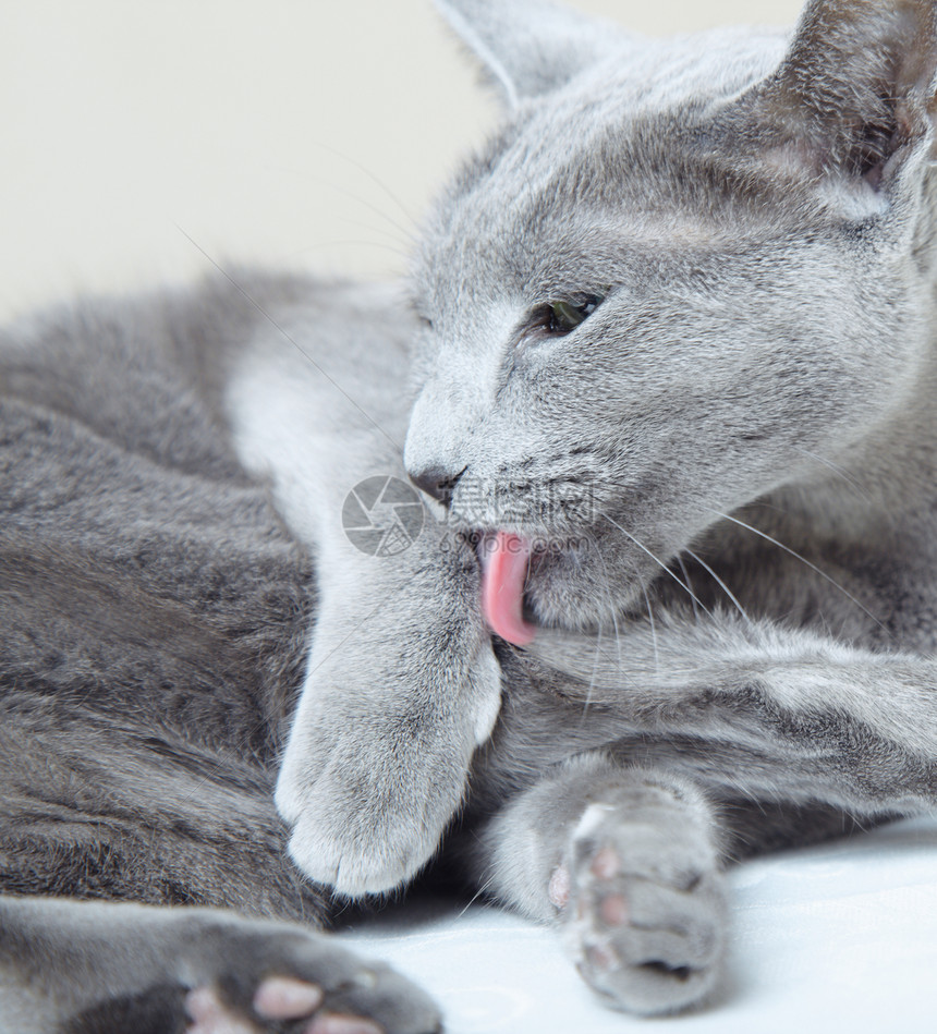 俄罗斯蓝猫短发混种毛皮女性猫咪猫科动物警觉呵护小猫正方形图片