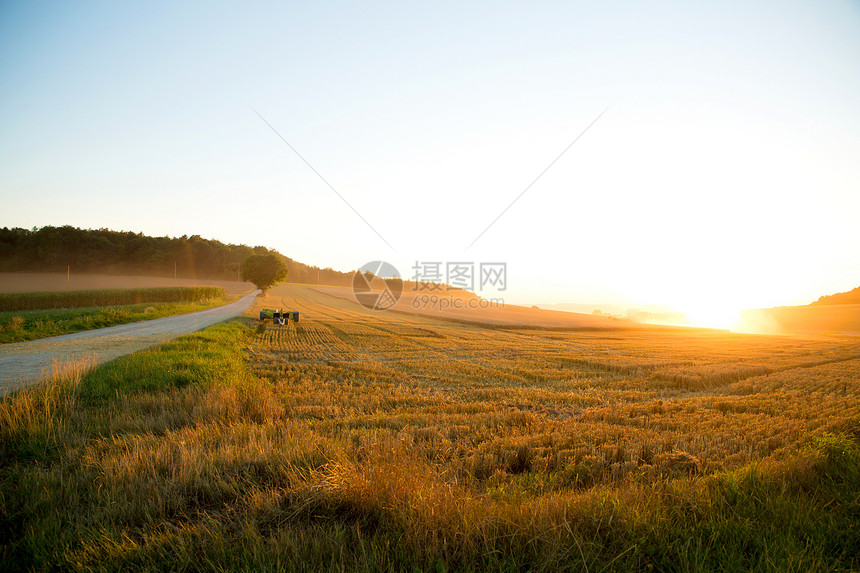 收获的田野上的日落晴天生长土地生产谷物玉米阳光天空大麦植物图片