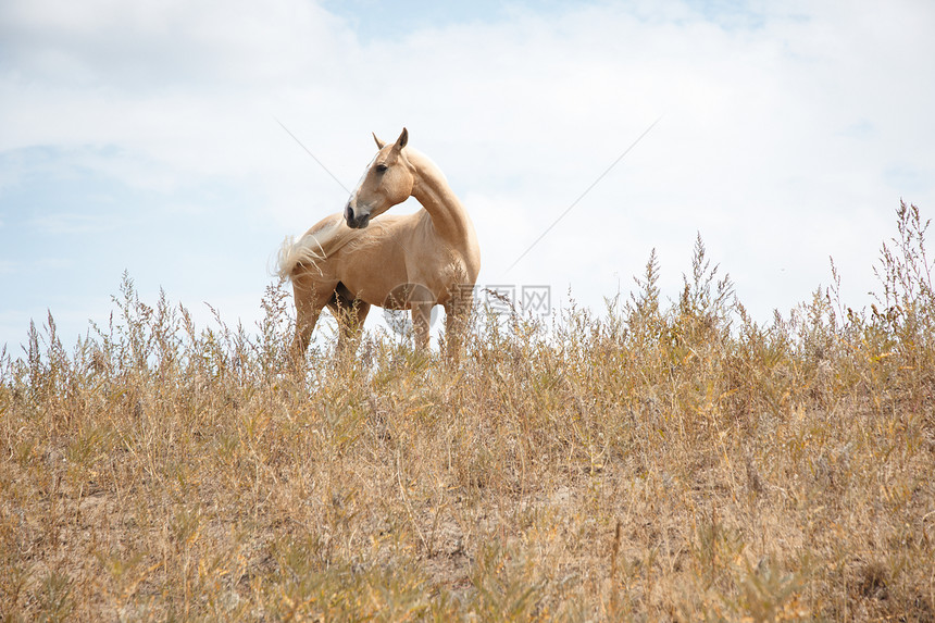 马野生动物哺乳动物地平线赛马养牛孤独板栗农业自由草地图片