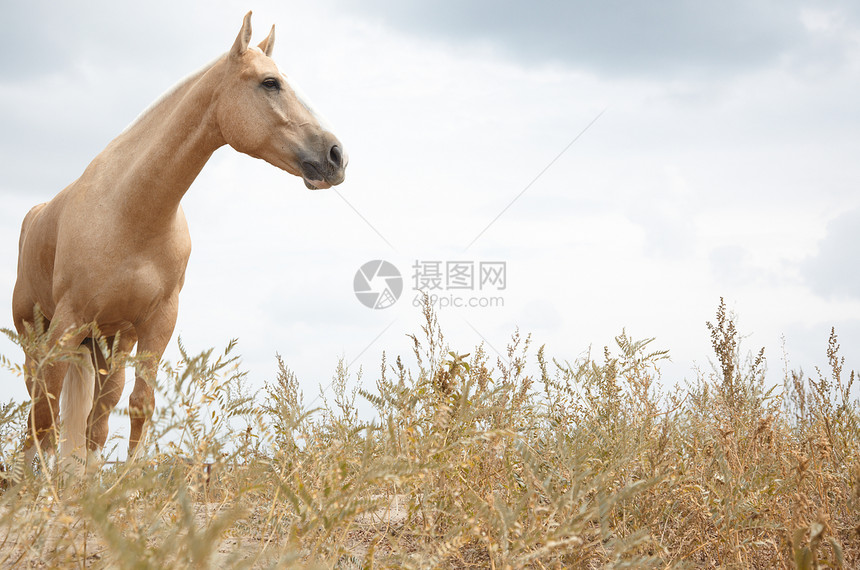 马养牛荒野农业赛马草地生活板栗自由野生动物草原图片