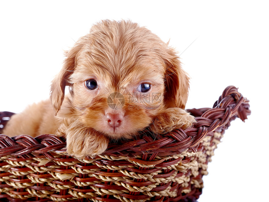 小可爱的小狗 装饰的狗 在一篮子里爪子猎犬兰花乐趣棕色犬类褐色宠物朋友贵宾犬图片