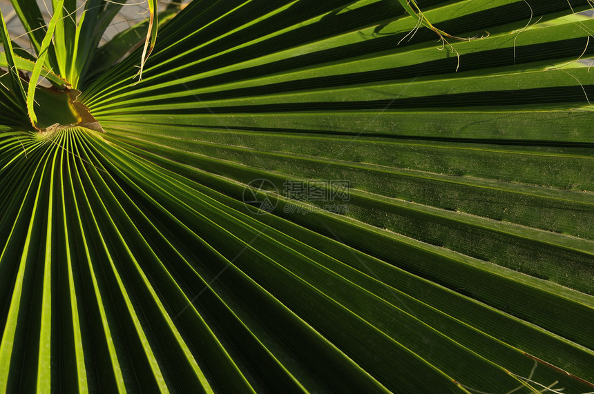 绿棕榈假热带纹理阳光椰子生长环境花园绿色手掌图案图片