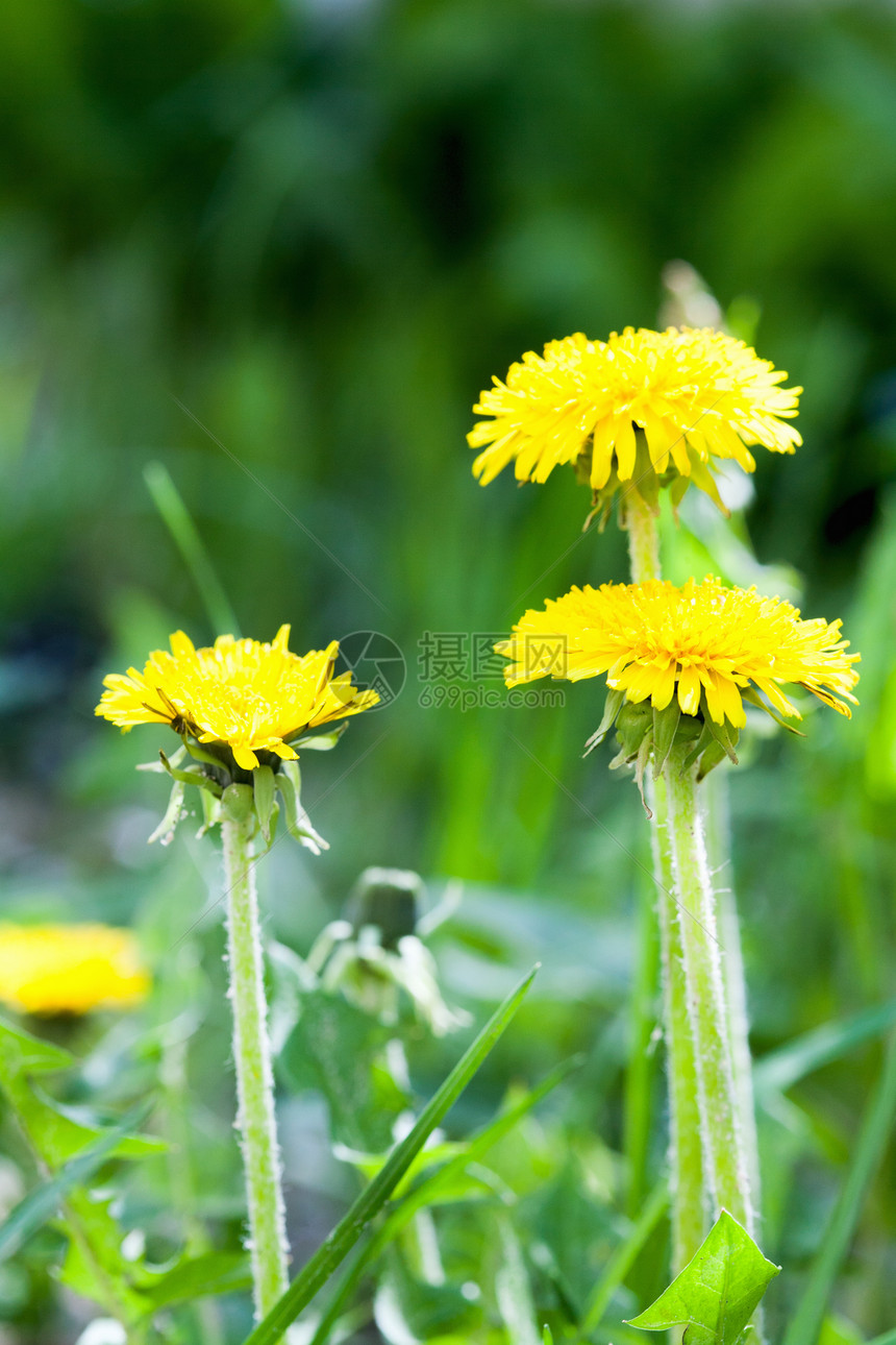 黄花朵 绿草叶 春照和青草叶天气植物群场地城市国家空地生长环境草地农场图片