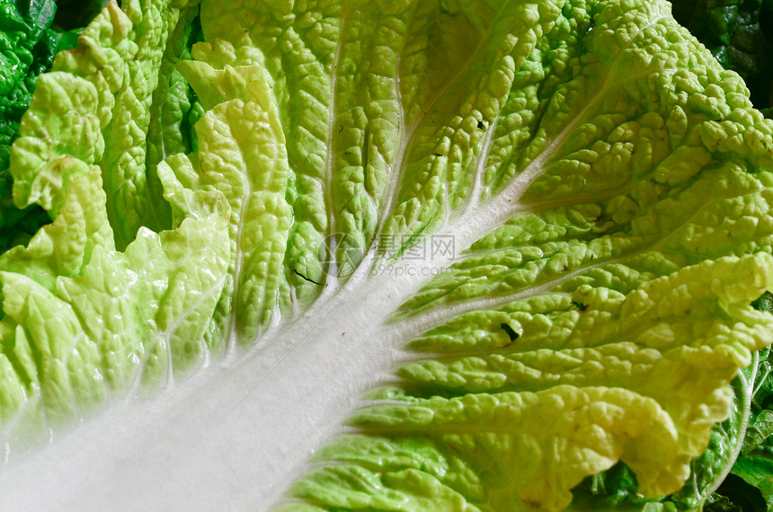 生料绿色叶子植物蔬菜图片