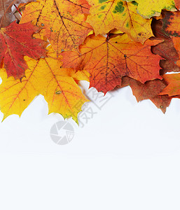 秋季树叶 为文字留出空白橙子叶子黄色白色季节红色背景图片