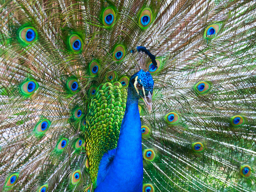 孔雀羽毛蓝色仪式活力脖子野生动物尾巴水平绿色热带图片