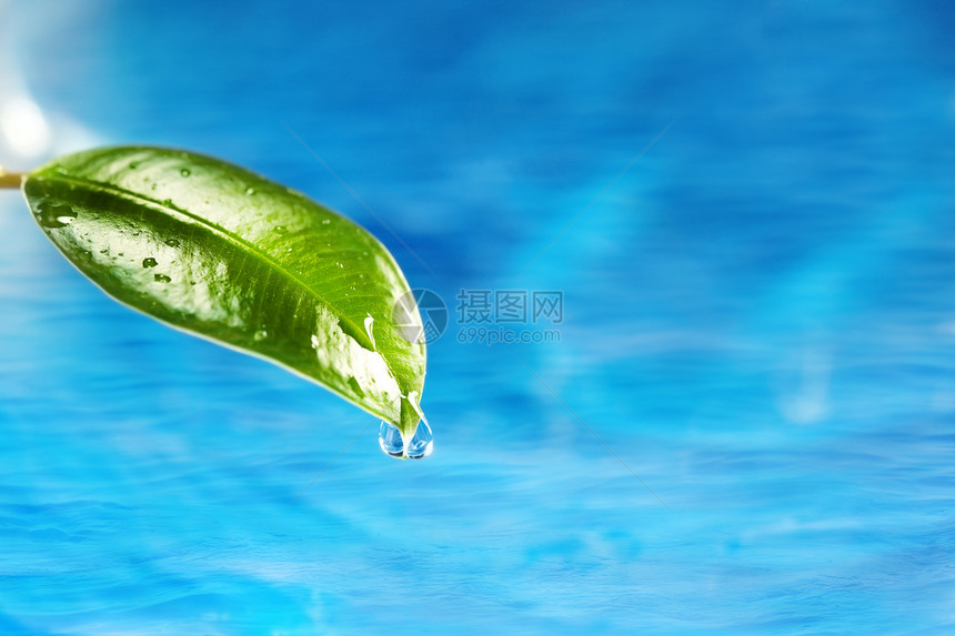 自然宏观绿色植物环境生活植物水滴蓝色植被草本植物水分图片