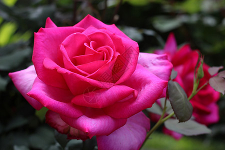 玫瑰 粉红色 花朵 花园背景图片