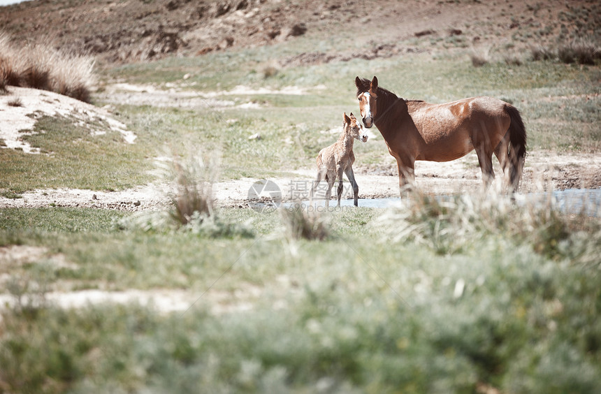 两匹马农业口渴牧场棕色生活阳光母亲鬃毛注意力小马图片