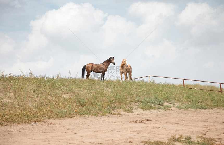 两匹马地平线自由农业活力赛车手牧场哺乳动物野生动物草原动物群图片