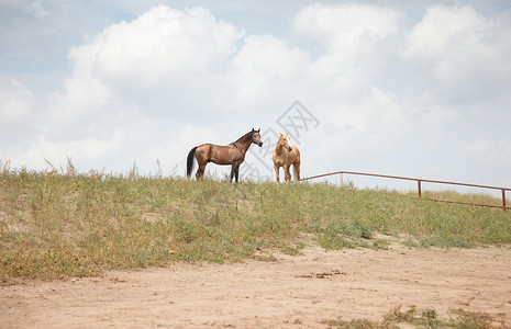 两匹马地平线自由农业活力赛车手牧场哺乳动物野生动物草原动物群背景图片