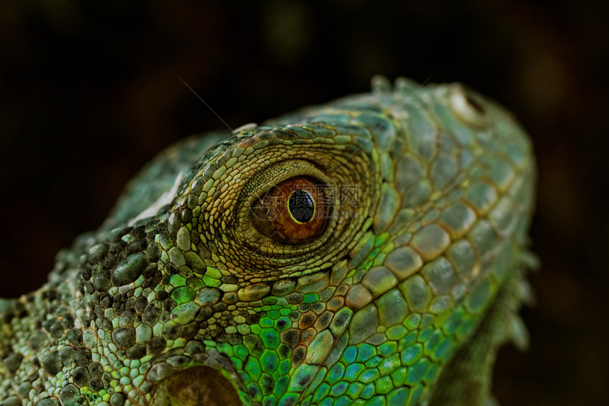 绿色蜥蜴的肖像眼睛宠物爬虫爬行动物野生动物爪子荒野生物鬣蜥动物园图片
