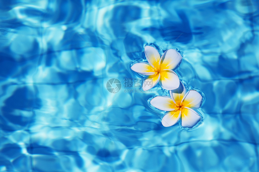 热带花朵在水中的热带freangipani世界树脂水性颜料环境天堂生态墨水鸡蛋花温泉图片