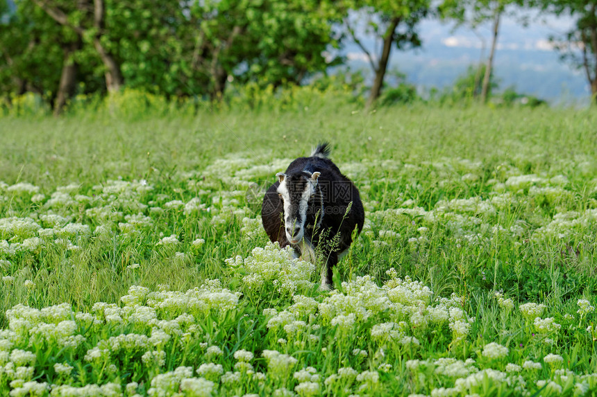 山羊放牧农村草地动物群荒野毛皮农业产品胡须国家哺乳动物图片