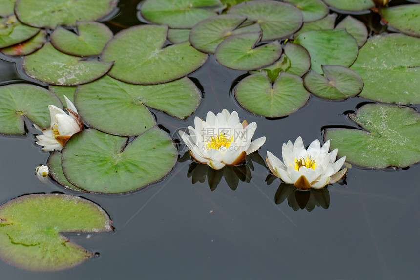 池塘里的百里水冥想植物荷花花朵植物学花园百合反射花瓣植物群图片