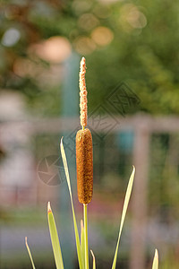 1个再造弹簧 1个沼泽水库黑人芦苇花期叶子甘蔗池塘香蒲季节背景图片