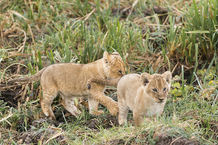 两只狮子肯尼亚公园高清图片