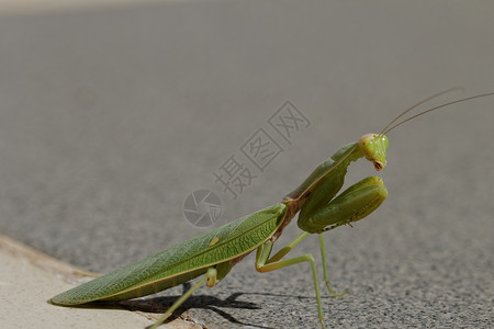 绿色霸道的螳螂在地板上祷告宏观昆虫翅膀野生动物生活生物学绿色荒野叶子漏洞背景