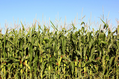 玉米田播种收成种子收获玉米地贸易机器园艺耳朵农场背景图片