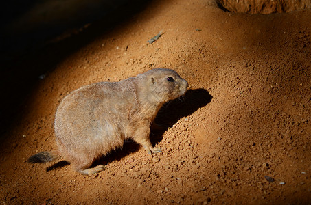 土猪高山濒危毛皮哺乳动物动物背景图片