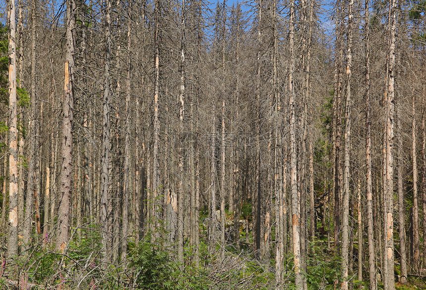 死树环境砍伐树干国家生态干旱森林损害木材木头图片