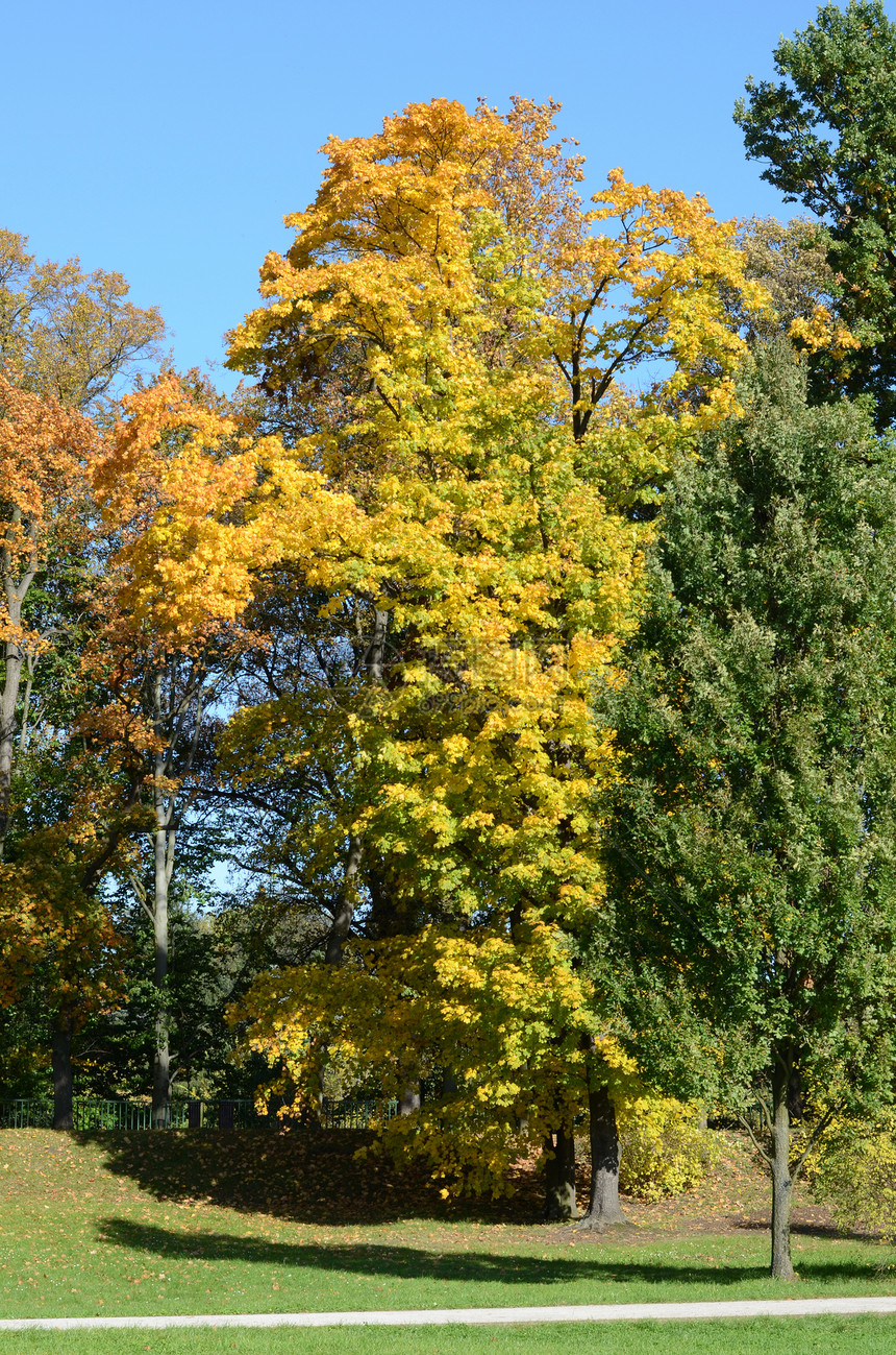 秋天树叶树木黄色叶子分支机构绿色季节图片