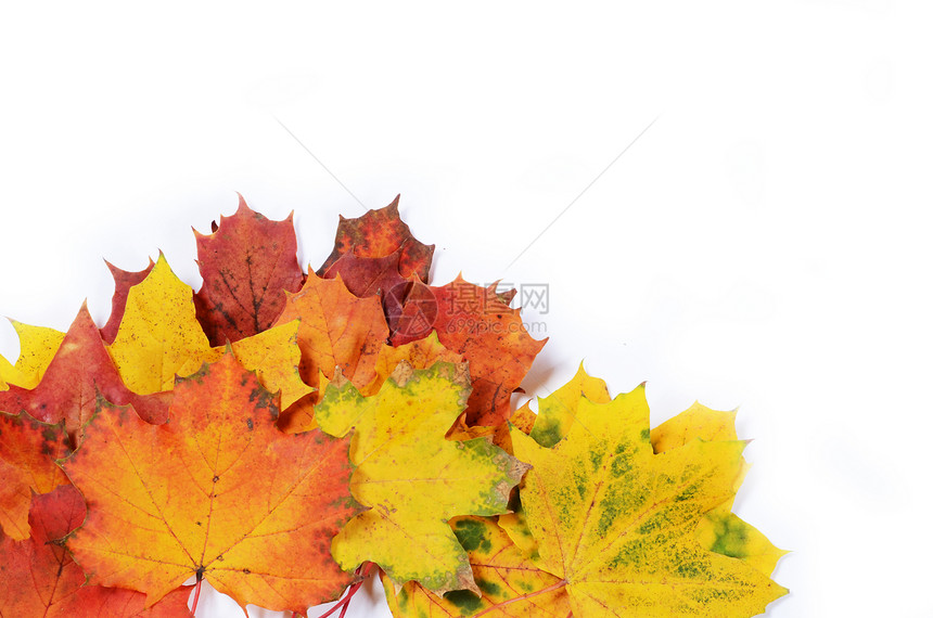 秋季树叶 为文字留出空白橙子绿色白色红色叶子黄色季节图片