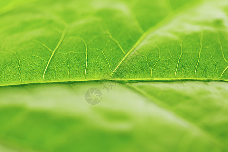 绿叶纹理宏观环境植物绿色静脉不对称背景图片