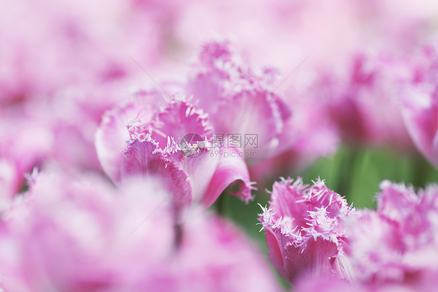 粉色郁金香公园花园绿色植物白色图片