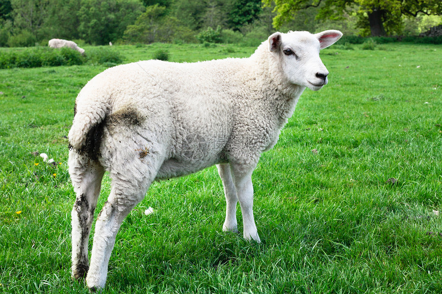 野外绵羊产妇动物肋骨牧场羊毛羊肉青少年农场库存兴趣图片