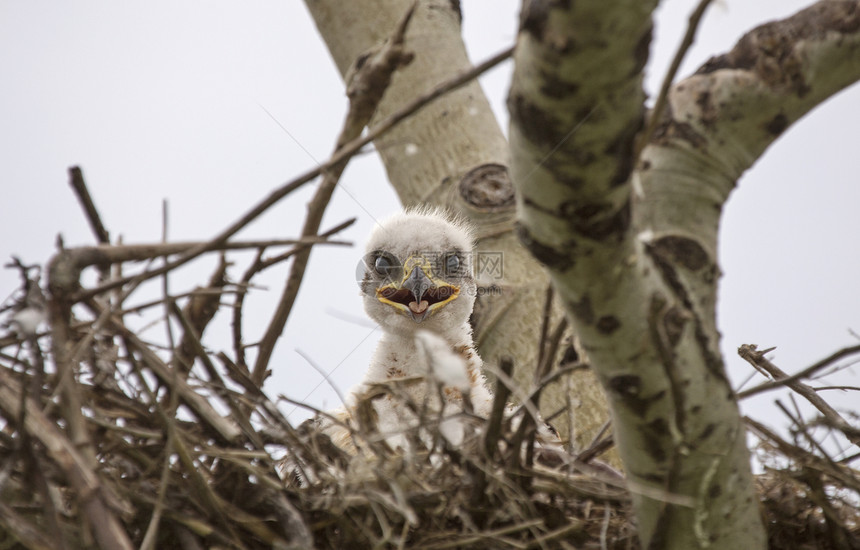 斯温森霍克婴儿捕食者野生动物动物食肉鸟类羽毛图片